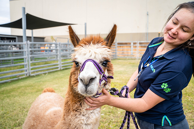 Gabriel the alpaca